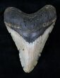 Megalodon Tooth - North Carolina #13037-1